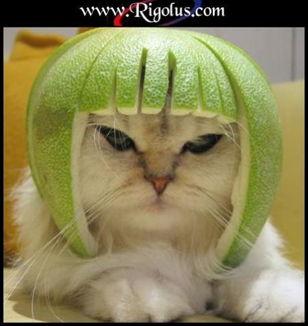 un chat bien casqu�!   lol